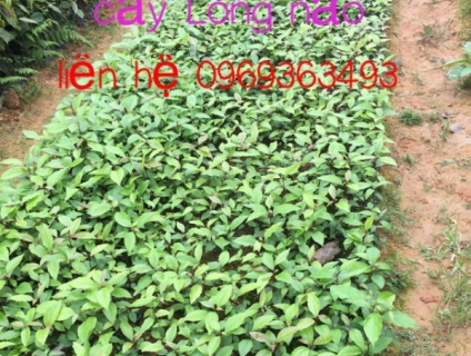Đầu năm trồng cây gì? Giống cây Long Não.