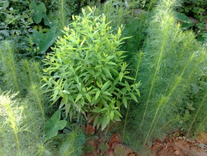 Hướng dẫn trồng và chăm sóc Cây Đàn Hương dễ nhất