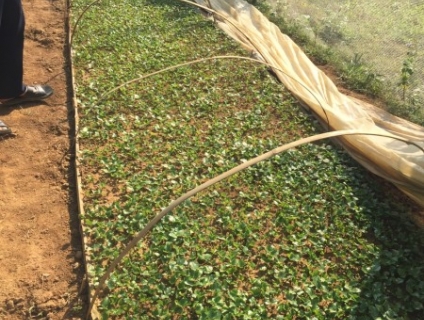 Kỹ thuật trồng Giổi xanh