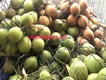 Cung cấp dừa tươi số lượng lớn tại Bến Tre