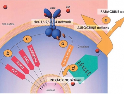 Thuốc Geftinat 250mg (Hộp 30 viên) được sử dụng trong điều trị ung thư