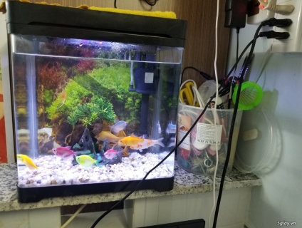 CẦN BÁN HỒ CÁ MINI ĐỂ BÀN TẶNG FULL ĐỔ