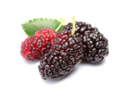 Quả dâu tằm có tác dụng và lợi ích gì? Cách ngâm quả dâu tằm?