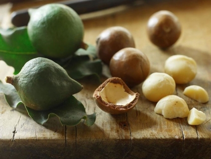 Hạt macca tươi giá trị dinh dưỡng vượt trội