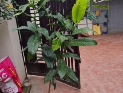 Giống Cây Hải Đường Trắng (bạch Hải Đường)