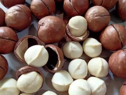 CÁC LOẠI HẠT MACCA