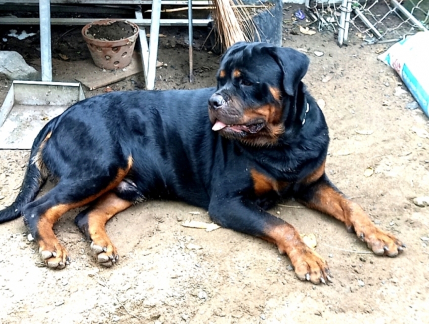 Phối giống chó Rottweiler Bình Dương