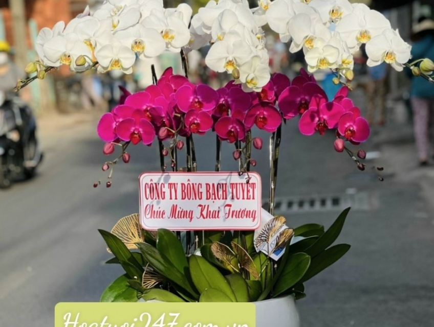 Mua hoa tươi tặng nàng 8/3 đặt ngay Lan Hồ Điệp tại Hoa Lan 247 SàiGòn
