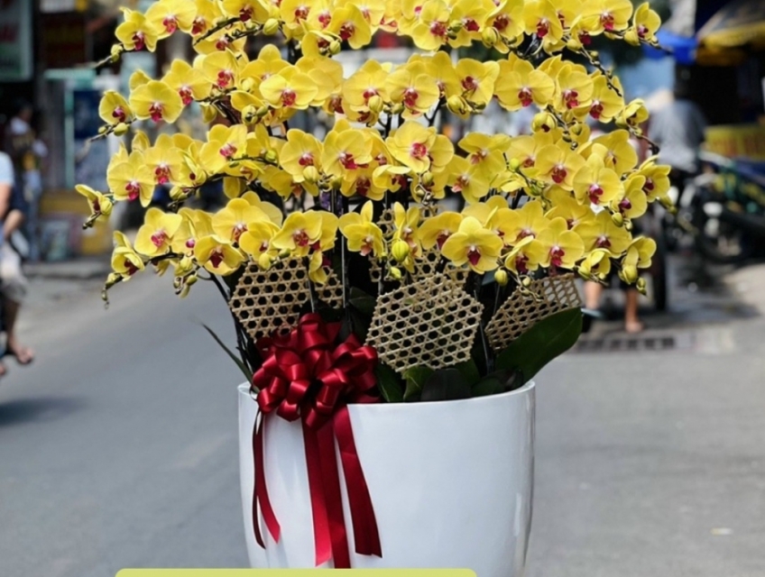 Những chậu Hoa Lan Hồ Điệp VIP dành tặng kỷ niệm ngày giải phóng 30/4