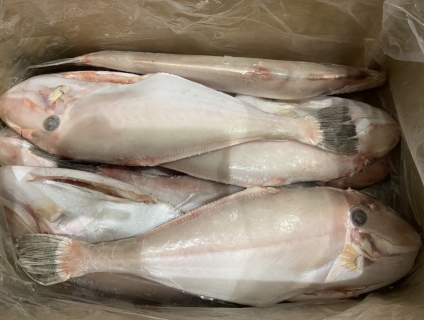 Cá bò da làm sạch cung cấp nhà hàng quán nhậu, sỉ lớn