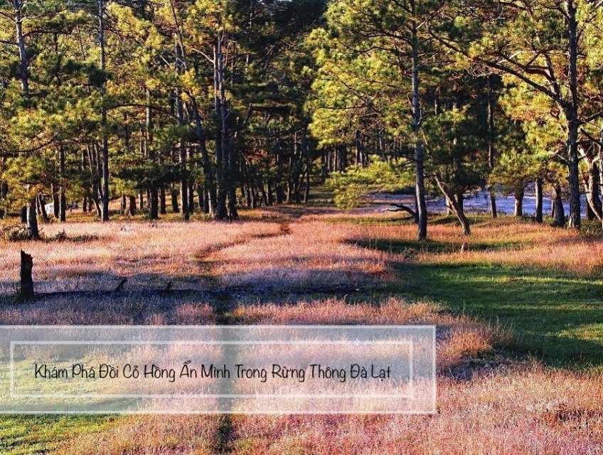 Đi Đà Lạt Camping Tháng 12 – Đồi Cỏ Hồng Ẩn Mình Trong Rừng Thông