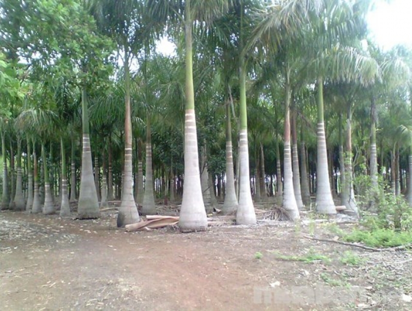 Kỹ thuật chăm sóc cây cau vua