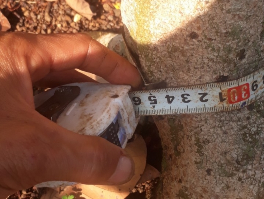 Cần bán : 5 cây mai 5 đến 7 cánh và 1 cây bông trang xưa giá 28 triệu