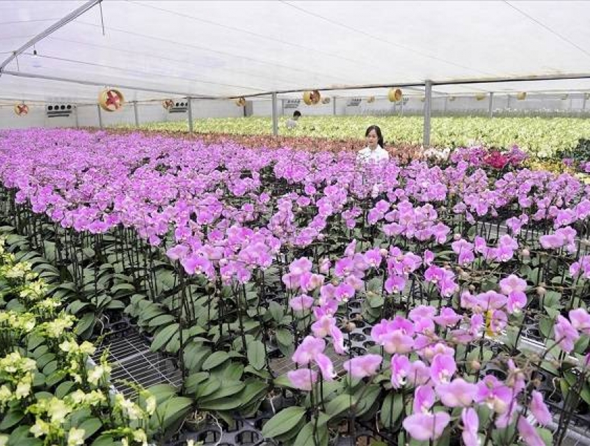 Vườn Lan Hồ Điệp Lâm Đồng – Đà Lạt