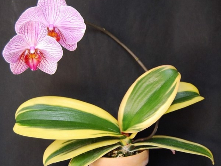 Cách phân biệt và chăm sóc Lan Hồ Điệp lá biên