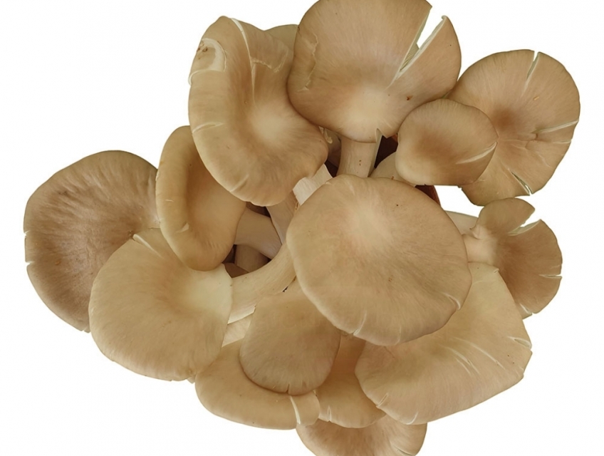 Cung cấp nấm Bào ngư tại Thủ Đức