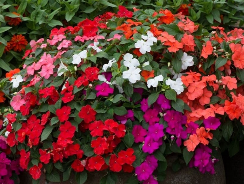 Hoa ngọc thảo – Loài hoa đẹp và dễ trồng nhất dành cho người yêu hoa