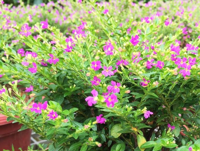 Cách chồng và chăm sóc cây cẩm tú mai