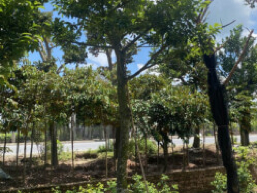 Nguồn gốc, đặc điểm và ý nghĩa của cây chay