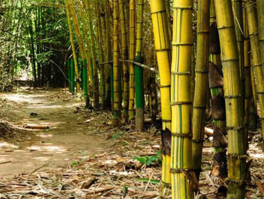 Tre đằng ngà: Đặc điểm, công dụng, ý nghĩa và cách chăm sóc