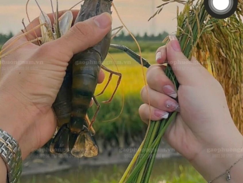 Gạo ST25 Lúa Tôm Hộp Cao Cấp