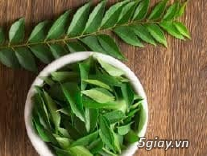 Cần bán cây giống cà ri Ấn độ, cây cà ri