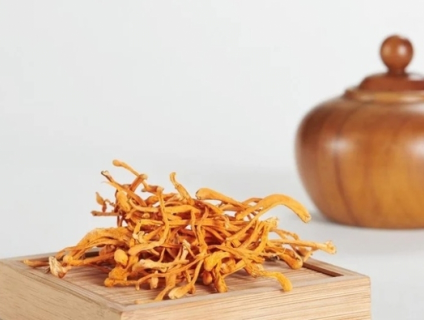 5 ưu việt của đông trùng hạ thảo khô so với tươi mà bạn nên biết