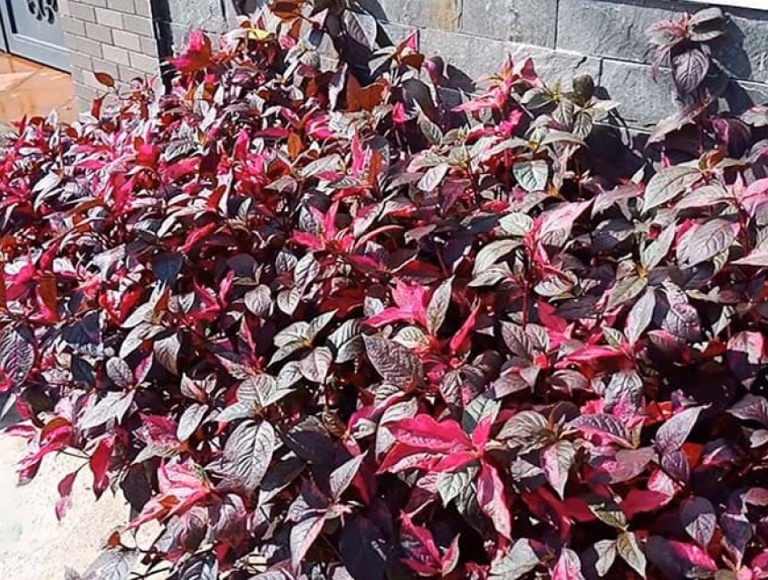 Cây Mắt nai: Đặc điểm, cách trồng và hướng dẫn chăm sóc cây chi tiết