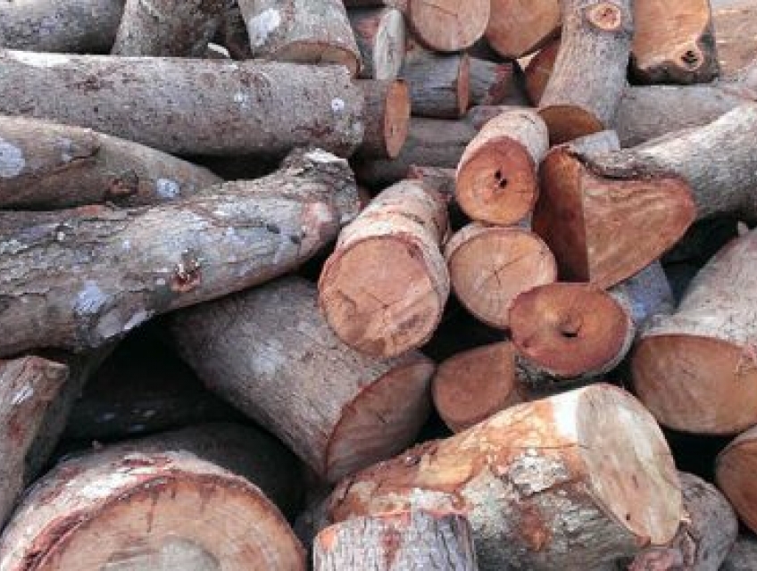 Chuyên Cung Cấp Củi Đốt Lò Hơi Giá Rẻ Cho Các Công Ty