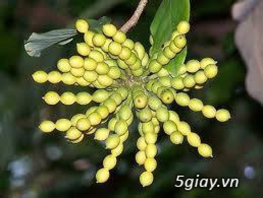 BÁN CÂY HOA DẺ(hoa trập trội)