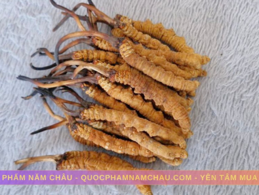 Đông Trùng Hạ Thảo Tây Tạng – Vùng Na Khúc – Loại 20 con 10g