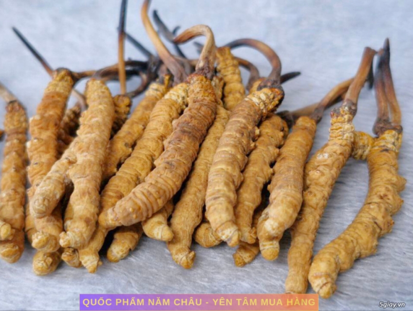 Đông Trùng Hạ Thảo Tây Tạng – Vùng Na Khúc – Loại 25 con 10g