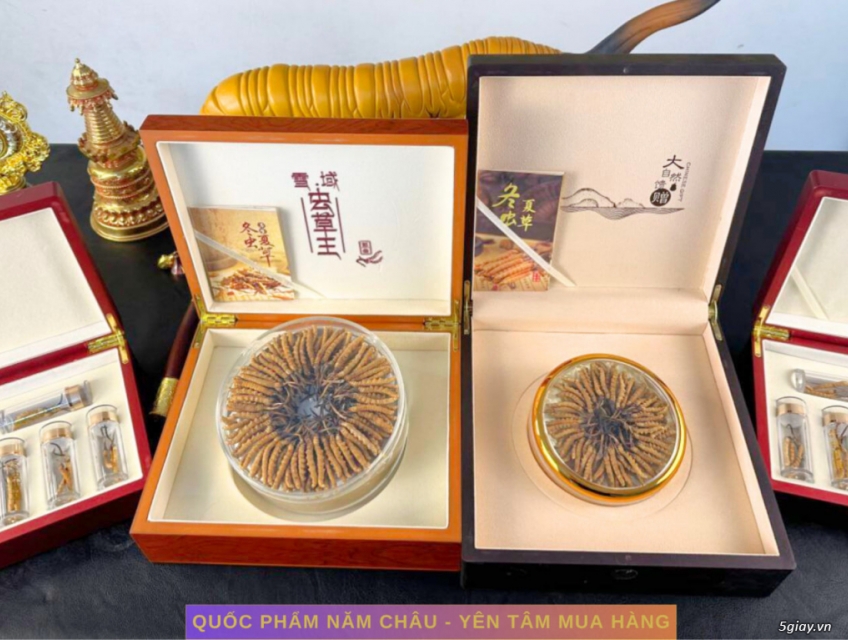 Đông Trùng Hạ Thảo Tây Tạng – Vùng Na Khúc – Loại 30 con 10g