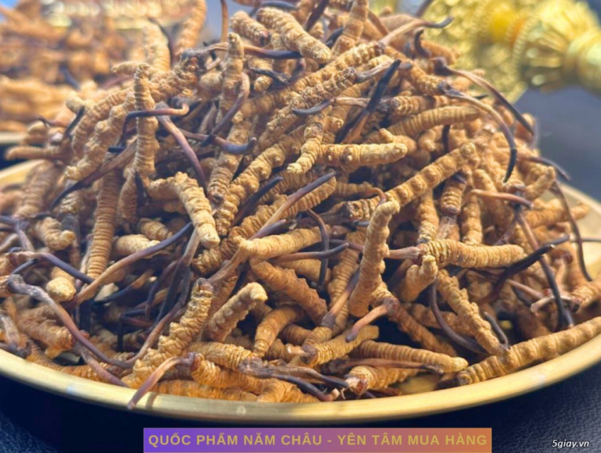 Đông Trùng Hạ Thảo Tây Tạng – Vùng Na Khúc – Loại 40 con 10g