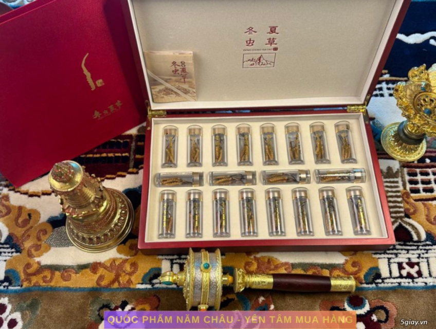 Đông Trùng Hạ Thảo Tây Tạng – Vùng Na Khúc – Loại 50 con 10g