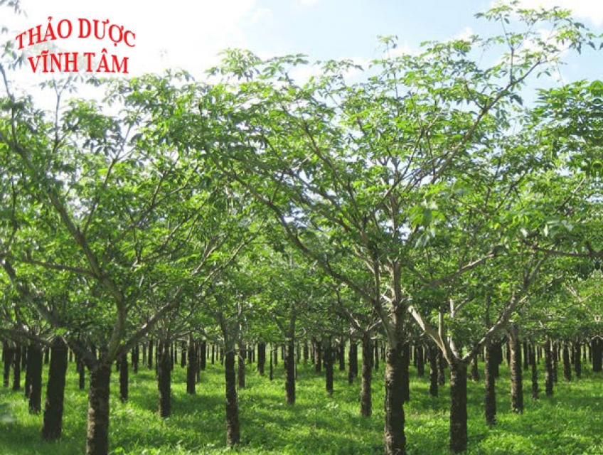 Mủ trôm bình thuận món ngon nhiều tác dụng tốt cho sức khỏe