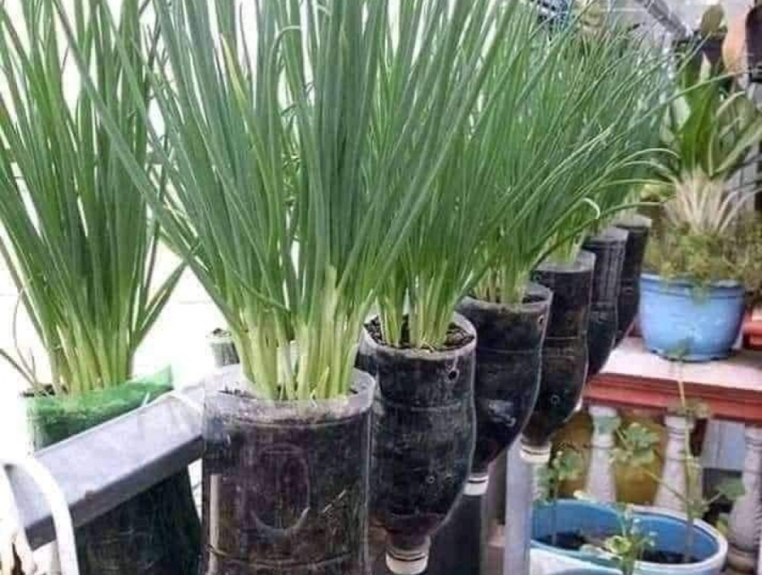 Hạt giống hành hương siêu nhánh