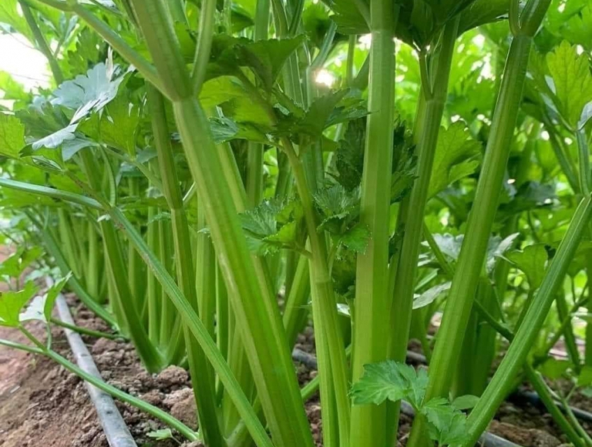 Hạt giống cần tây bẹ khổng lồ