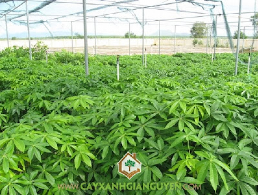 Kỹ thuật trồng cây mủ trôm tại bình thuận