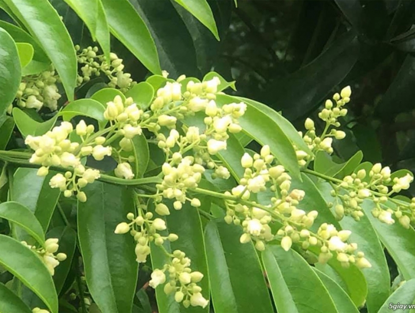 Hà Nội mùa hoa sấu