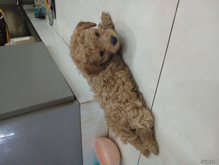 POODLE THUẦN CHỦNG NHÀ 9 THÁNG TUỔI 2 MÀU ĐEN VÀ KEM