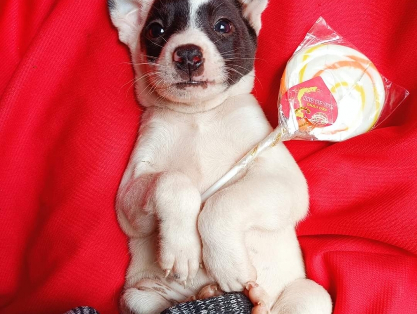 ❤️‍Chihuahua và phốc lai nhật sale, ib qia Zalo