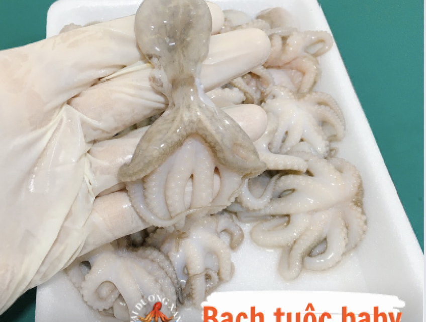 Hướng dẫn món bạch tuộc baby nhúng giấm giòn ngon lạ vị cực đơn giản