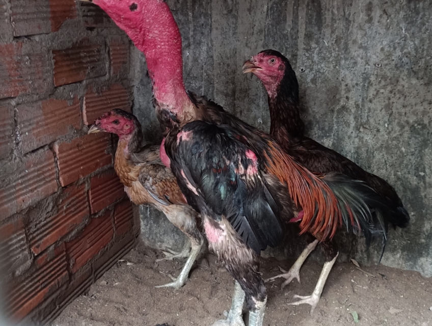 Bán gà nòi đòn Bình Định