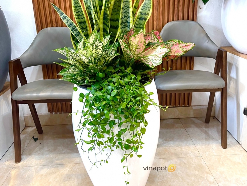 Chậu composite cao cấp