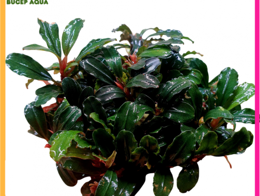 Bucep mix (bucep boyan, bucep brownie seri)