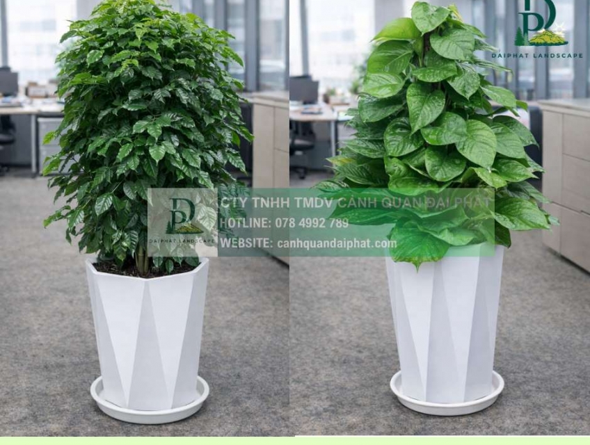 Thiết kế Thi công Chăm sóc cây xanh văn phòng tại Đồng Nai