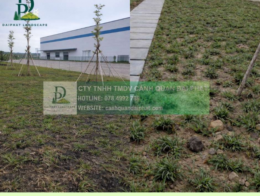 Thi công cây xanh công trình chăm sóc thảm cỏ KCN Đồng Nai