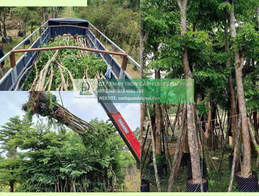 Cung cấp cây xanh thảm cỏ trọn gói công ty nhà xưởng nhà máy