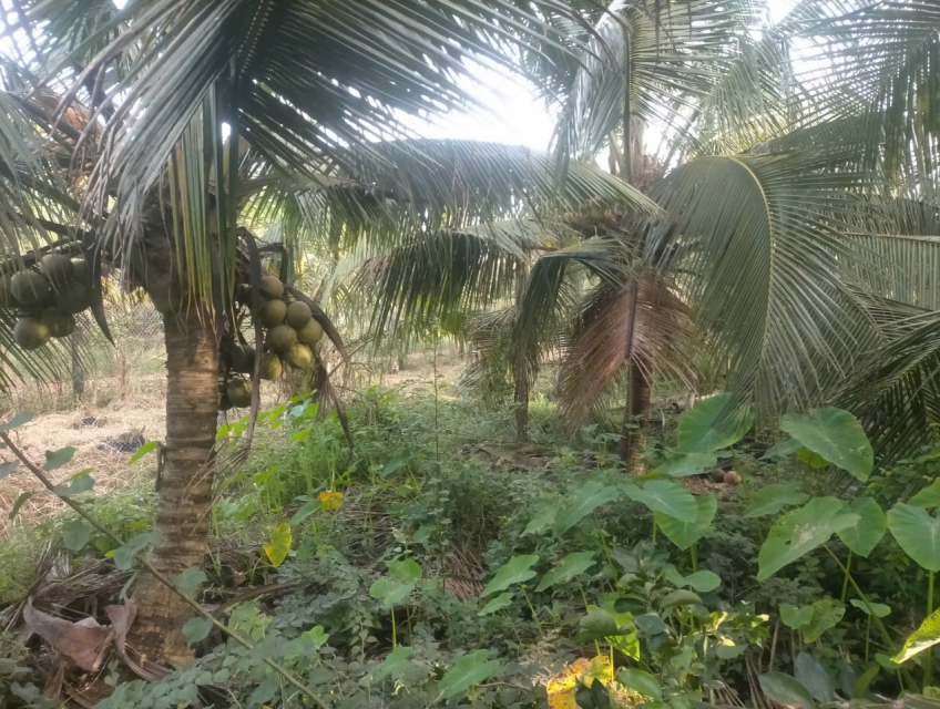 CHÍNH CHỦ CẦN BÁN LÔ ĐẤT CÓ VỊ TRÍ ĐẸP TẠI PHƯỜNG KHÁNH HẬU - TP. TÂN